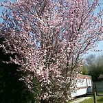 Pomme De Pin Campsite 3*