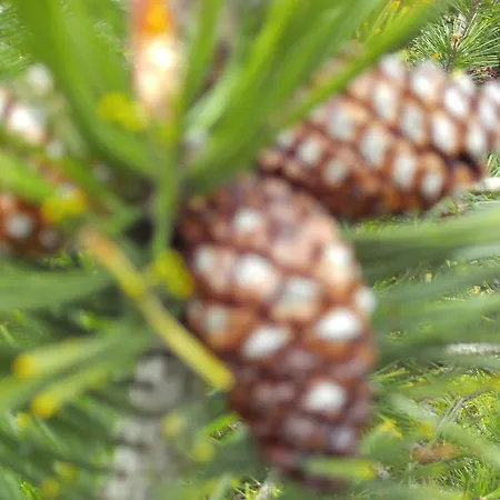 Camping Pomme De Pin 3*